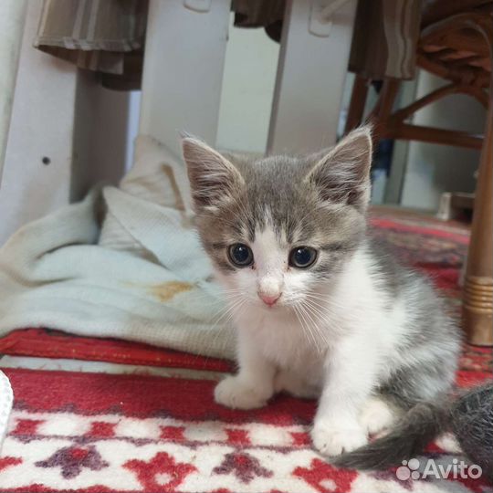 Кошка котенок