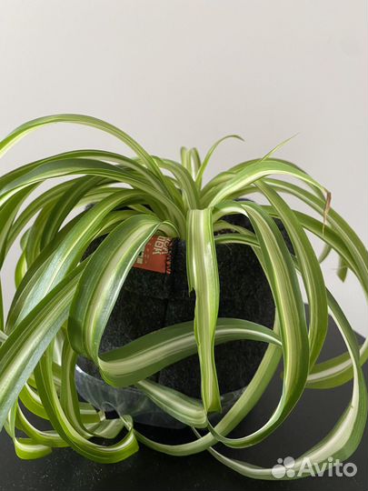 Хлорофитум