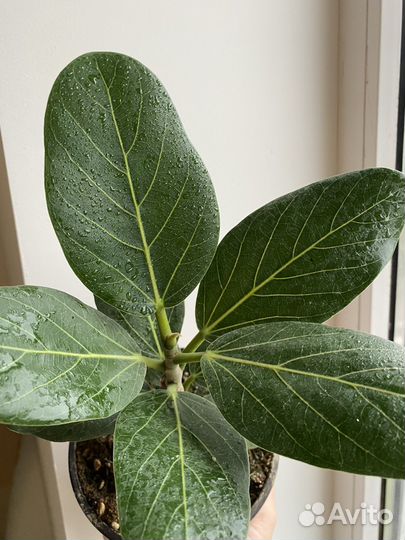 Фикус бенгальский