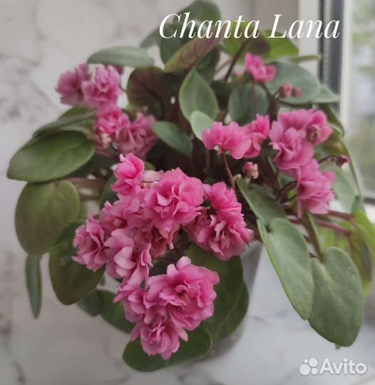 Фиалка Chanta Lana мини трейлер