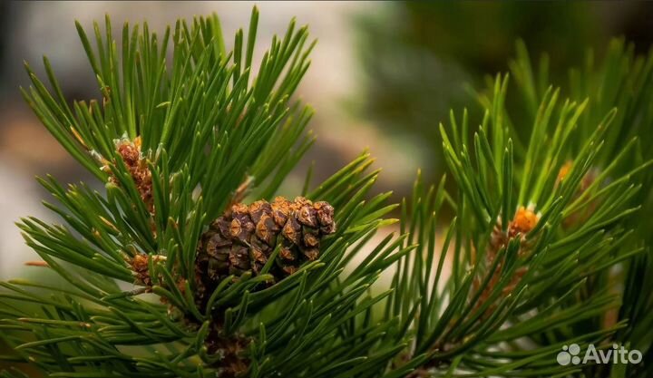 Сосна обыкновенная 1,5-1,8 метра