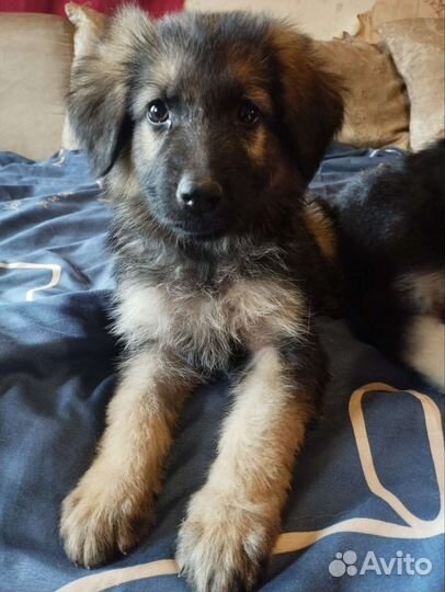 Щенки немецкой овчарки