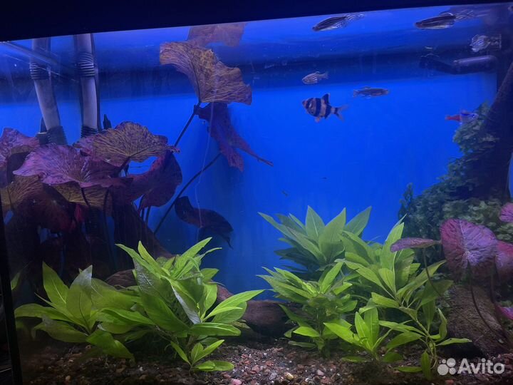 Аквариум с рыбками