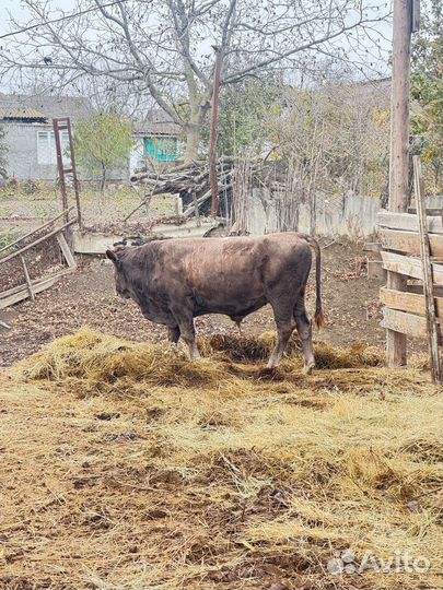 Бычки на откорм