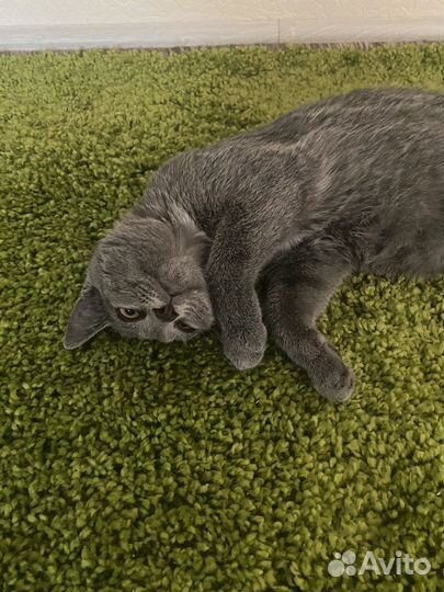 Кошка