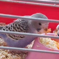 Птенцы волнистый попугай