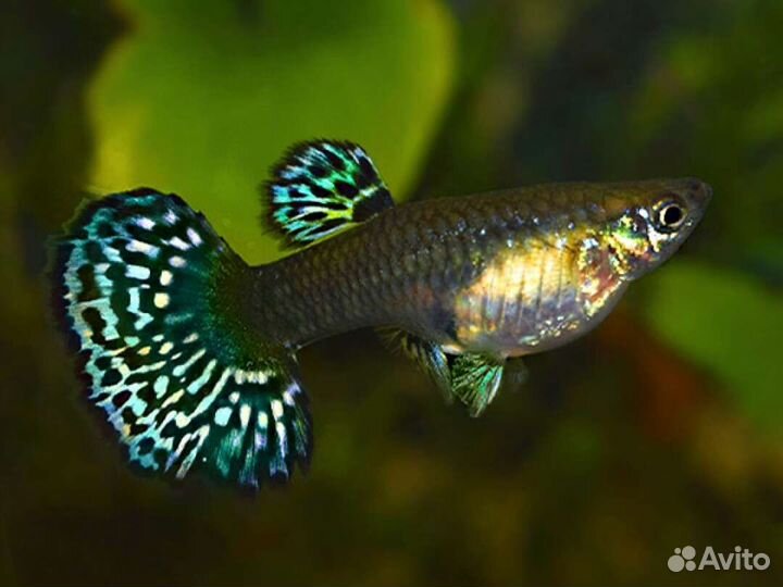 Рыбки Гуппи