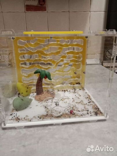 Формикарий с муравьями
