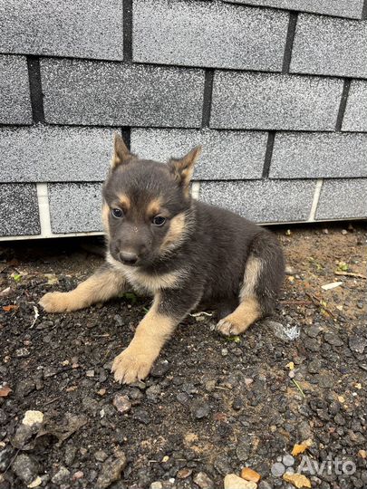 Щенки немецккой овчарки