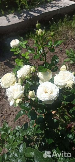 Саженец розы Артемис зкс