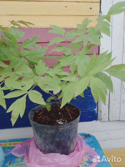 Древовидные пионы в ассортименте