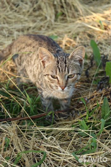 Котята в добрые руки бесплатно