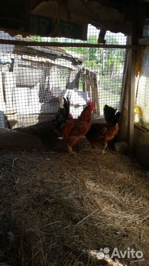 Петушки породестые