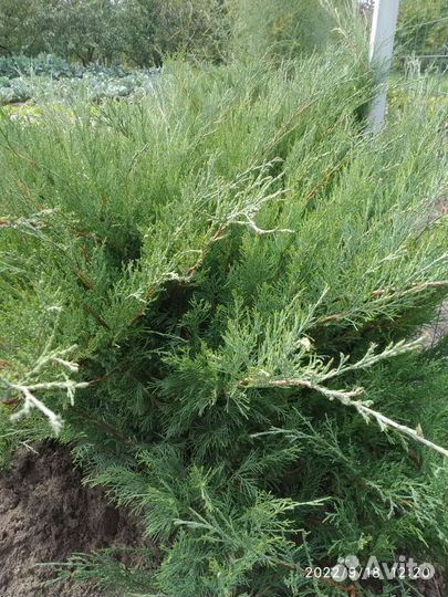 Можжевельник