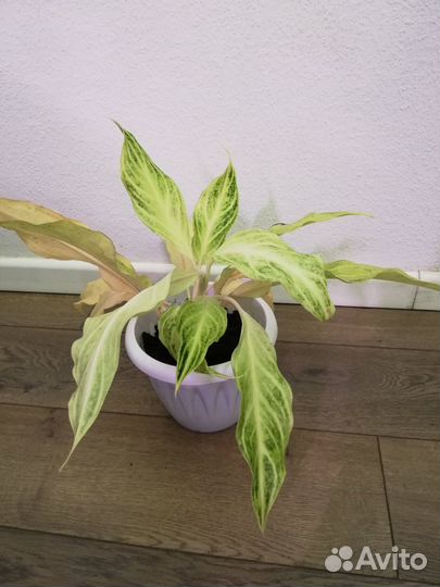 Аглаонемы Тай 7 видов