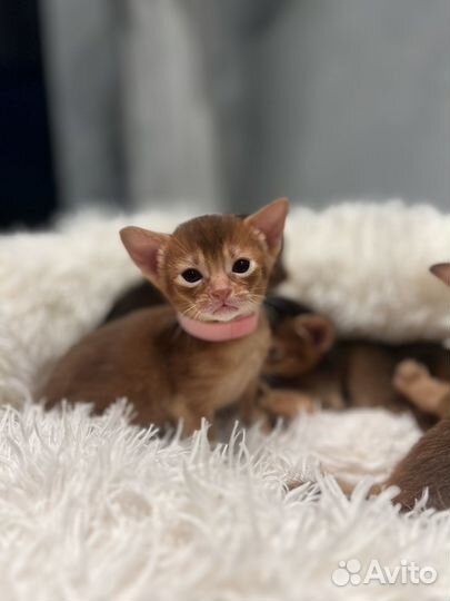 Абиссинские котята с документами