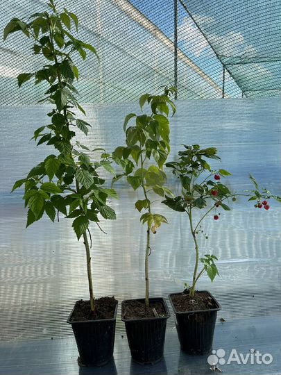 Ремонтантная малина (саженцы)