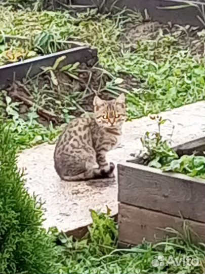 Котятки в добрые руки