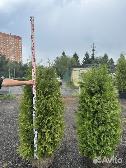 Туя Брабант