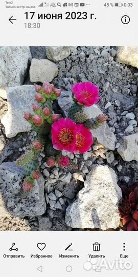 Каменные розы (молодило)