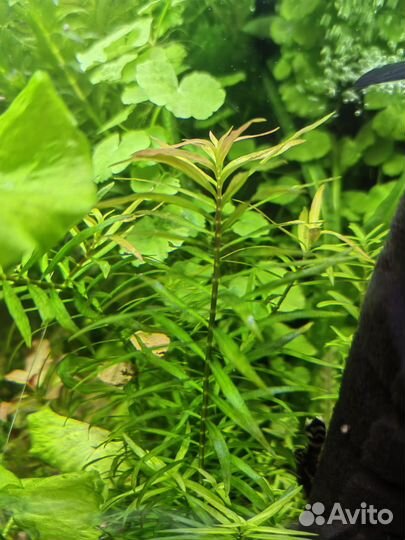 Аквариумные растения, прополка