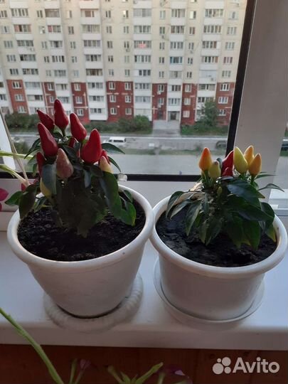 Перчик декоративный