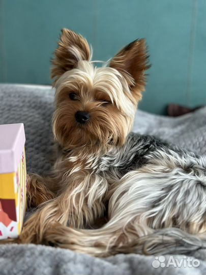 Йоркширский терьер вязка мальчик