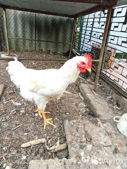 Молодые петухи