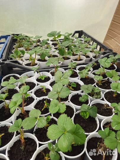 Саженцы клубники Мурано