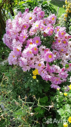 Хризантема кустовая