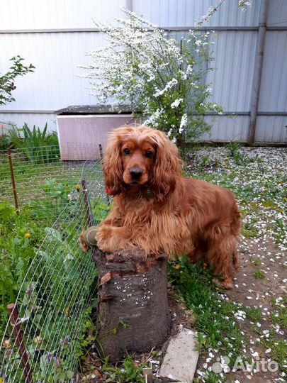 Вязка. Английский кокер спаниель. Ищем невесту
