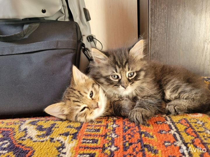 Котята в добрые руки мальчики 1,5 мес