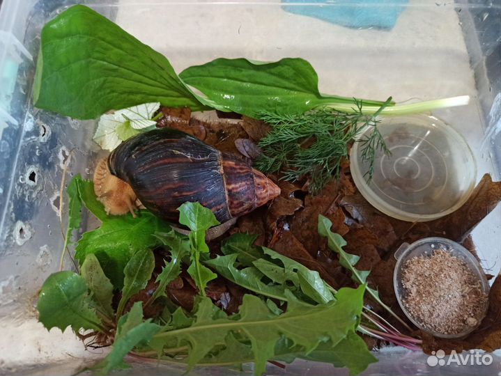 Улитки ахатины бесплатно