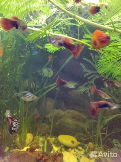 Аквариумные растения, рыбки гуппи и пецилии