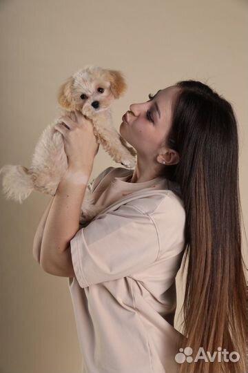 Собака для фотосессии (мальтипу мини)