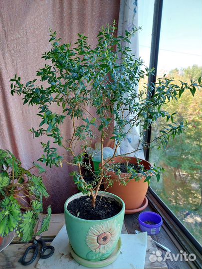 Комнатные растения: Шлюмбергера, Мирт