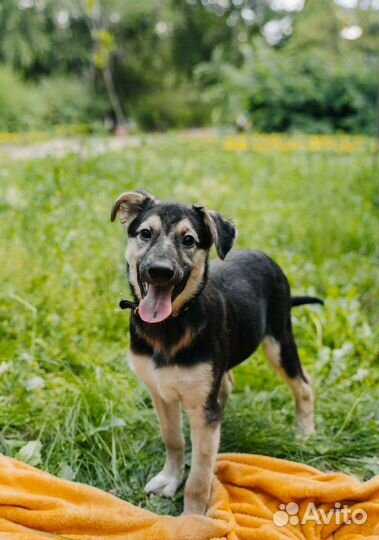 Собака в добрые руки