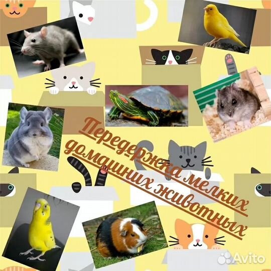 Передержка животных