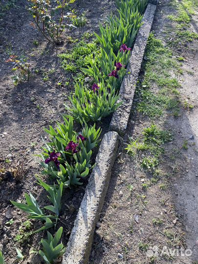 Ирисы карликовые желтые и фиолетовые