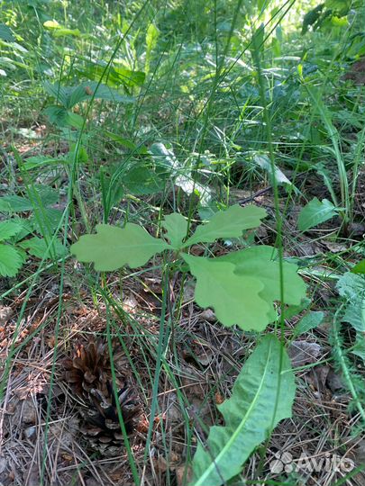 Декоративные кустарники с дачи