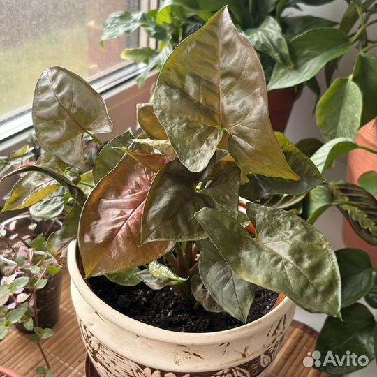 Сингониум арон браун