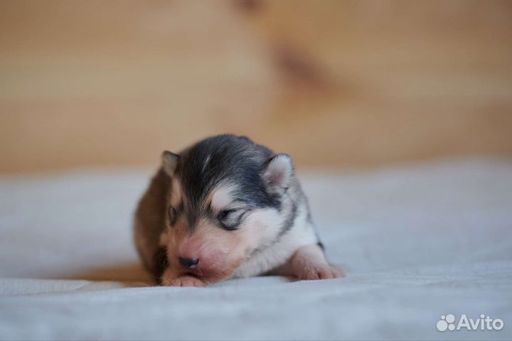 Аляскинский маламут