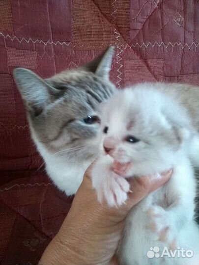 Котик оказался кошечкой