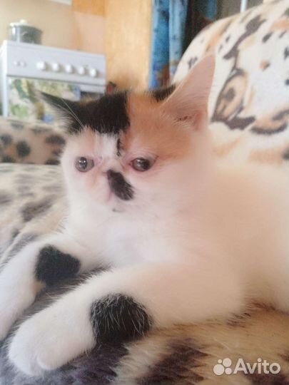 Супер экзоточка