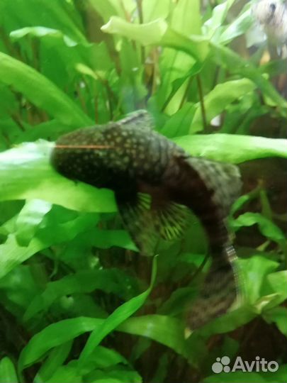 Аквариумная рыба