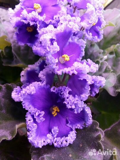 Фиалки: черенки,взрослые,детки