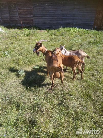 С/х животные