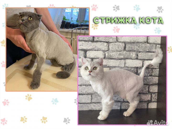Стрижка собак и кошек