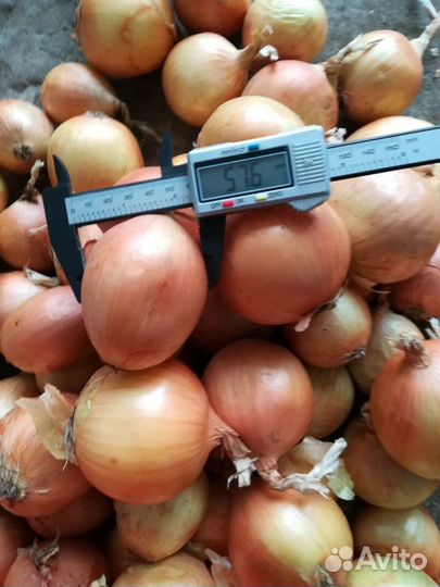 Лук оптом сорт Боска