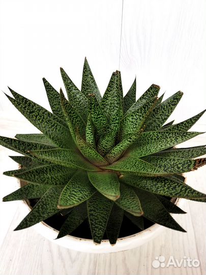 Алоэ остистое. Пестрое